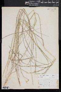 Chasmanthium laxum image