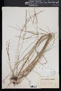 Chasmanthium laxum image
