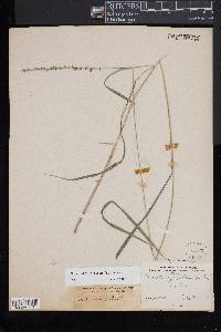 Chasmanthium laxum image