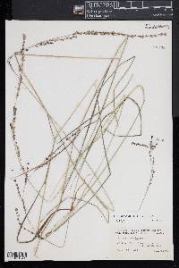 Chasmanthium laxum image