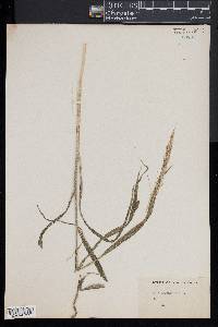 Cinna arundinacea image