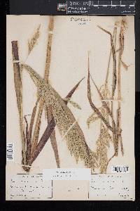 Cinna arundinacea image