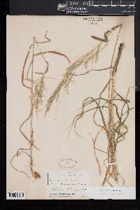 Cinna arundinacea image