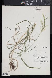 Cinna arundinacea image
