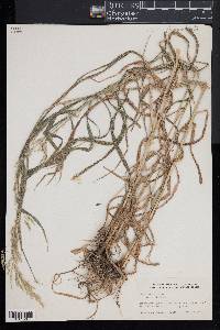 Cinna arundinacea image
