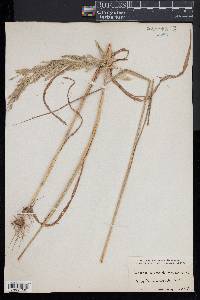 Cinna arundinacea image