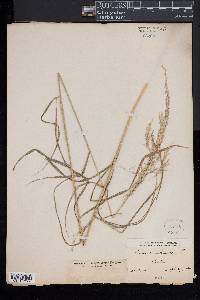 Cinna arundinacea image