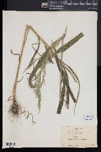Cinna arundinacea image