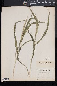 Cinna arundinacea image