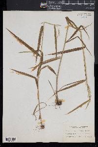 Muhlenbergia frondosa image