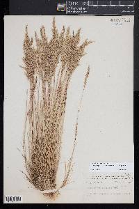 Cortaderia selloana image