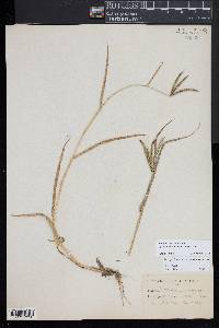 Dactyloctenium aegyptium image