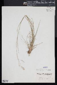 Danthonia compressa image