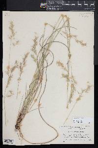 Danthonia sericea image