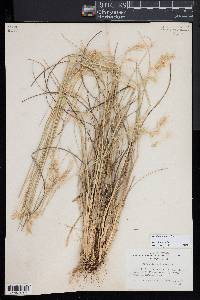 Danthonia sericea image