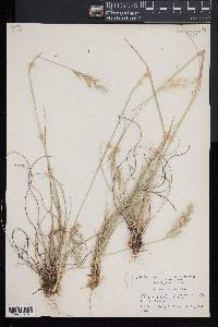 Danthonia sericea image