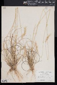 Danthonia sericea image