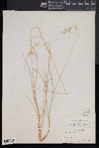 Danthonia sericea image