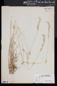 Danthonia sericea image