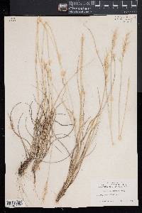 Danthonia sericea image