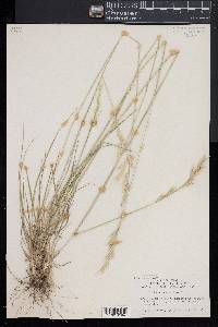 Danthonia sericea image