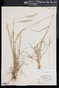 Danthonia sericea image