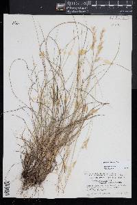 Danthonia sericea image