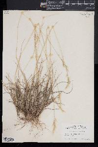 Danthonia sericea image