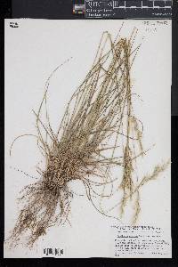 Danthonia sericea image