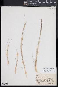 Deschampsia nubigena image