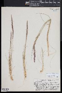 Deschampsia nubigena image