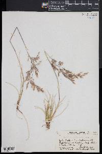 Deschampsia nubigena image