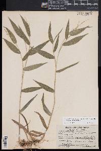 Dichanthelium boscii image