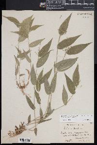 Dichanthelium boscii image