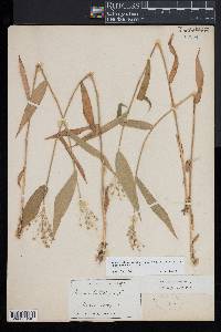 Dichanthelium boscii image
