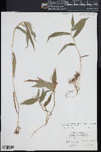 Dichanthelium boscii image