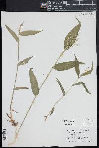 Dichanthelium boscii image