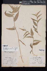 Panicum latifolium image