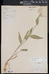 Dichanthelium boscii image
