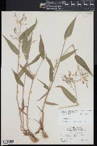 Dichanthelium boscii image
