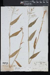 Dichanthelium boscii image