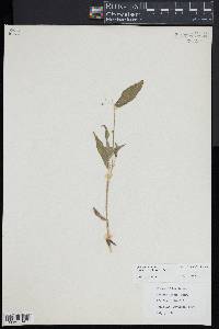Dichanthelium boscii image