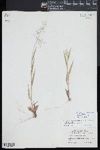 Dichanthelium acuminatum subsp. columbianum image