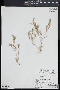 Dichanthelium acuminatum subsp. columbianum image