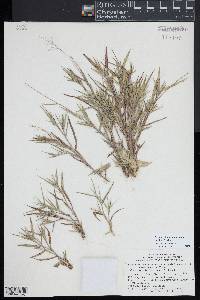 Dichanthelium acuminatum subsp. columbianum image