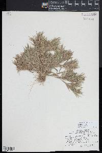 Dichanthelium acuminatum subsp. columbianum image