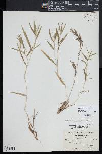 Dichanthelium acuminatum subsp. columbianum image
