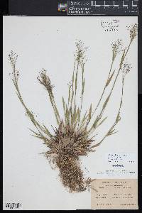 Dichanthelium acuminatum subsp. columbianum image