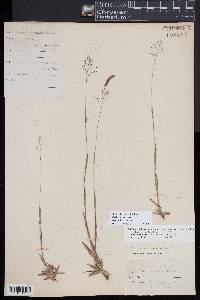 Dichanthelium acuminatum subsp. columbianum image