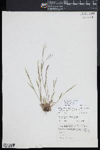 Dichanthelium acuminatum subsp. columbianum image